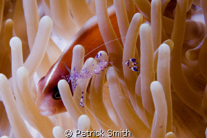 A shot of cleaner shrimp and Clown Fish. Out of KBR resor... by Patrick Smith 
